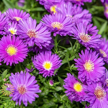 Load image into Gallery viewer, Vibrant Purple Aster Flower Necklace- Handmade
